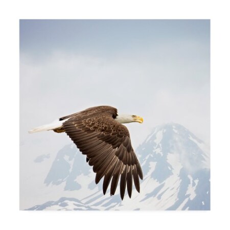 Trademark Fine Art Phburchett 'Majestic Eagle I' Canvas Art, 24x24 WAG14260-C2424GG